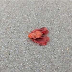 Achilus flammeus at Vincentia, NSW - 15 Oct 2024 12:32 PM