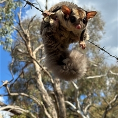 Petaurus notatus (Krefft’s Glider, formerly Sugar Glider) at Hackett, ACT - 11 Oct 2024 by JochenZeil