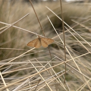 Scopula rubraria at Tennent, ACT - 14 Oct 2024 12:28 PM