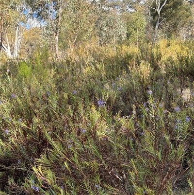 Stypandra glauca (Nodding Blue Lily) at Watson, ACT - 11 Oct 2024 by JochenZeil