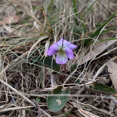 Viola betonicifolia (Mountain Violet) at Tennent, ACT - 14 Oct 2024 by JodieR