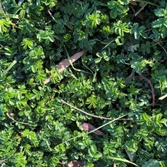 Acaena novae-zelandiae (Bidgee Widgee) at Hackett, ACT - 4 Sep 2024 by JochenZeil