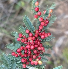 Acacia (genus) (A Wattle) at Hackett, ACT - 1 Sep 2024 by JochenZeil