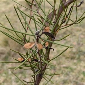 Hakea microcarpa at Tennent, ACT - 14 Oct 2024 01:31 PM