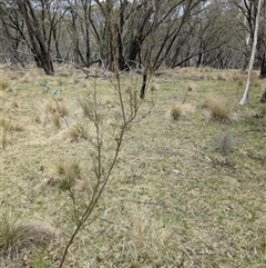 Hakea microcarpa at Tennent, ACT - 14 Oct 2024 01:31 PM