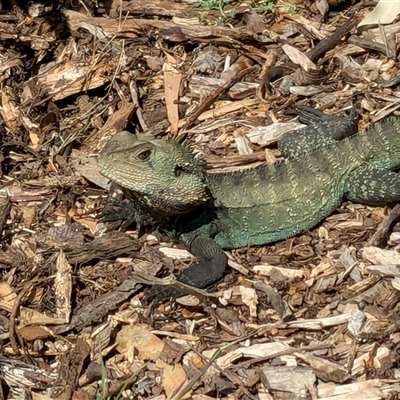 Intellagama lesueurii howittii (Gippsland Water Dragon) at Queanbeyan, NSW - 27 Sep 2024 by JodieR