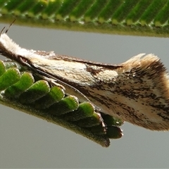 Thema macroscia (A concealer moth) at Hall, ACT - 16 Oct 2024 by Anna123