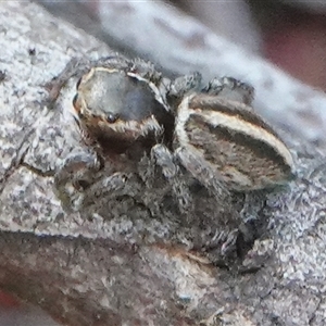 Maratus scutulatus at Hall, ACT - 16 Oct 2024 12:32 PM