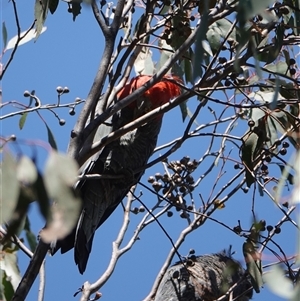 Callocephalon fimbriatum at Hall, ACT - suppressed