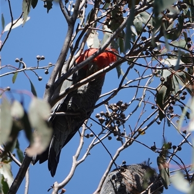 Callocephalon fimbriatum (Gang-gang Cockatoo) at Hall, ACT - 16 Oct 2024 by Anna123