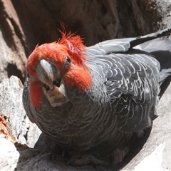 Callocephalon fimbriatum (Gang-gang Cockatoo) at Hall, ACT - 15 Oct 2024 by Anna123