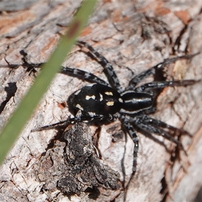 Nyssus coloripes (Spotted Ground Swift Spider) at Hall, ACT - 15 Oct 2024 by Anna123