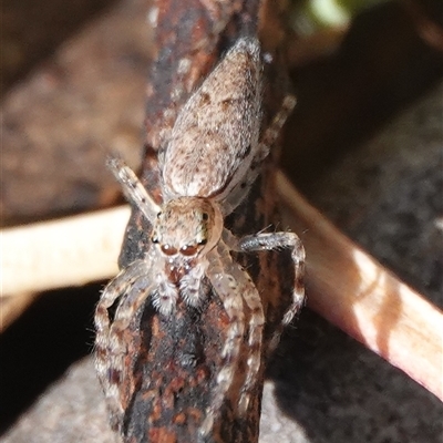 Helpis minitabunda (Threatening jumping spider) at Hall, ACT - 15 Oct 2024 by Anna123