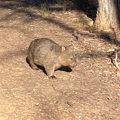 Vombatus ursinus (Common wombat, Bare-nosed Wombat) at Bruce, ACT - 27 Sep 2024 by JVR