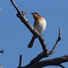 Myiagra rubecula (Leaden Flycatcher) at Hall, ACT - 16 Oct 2024 by Anna123