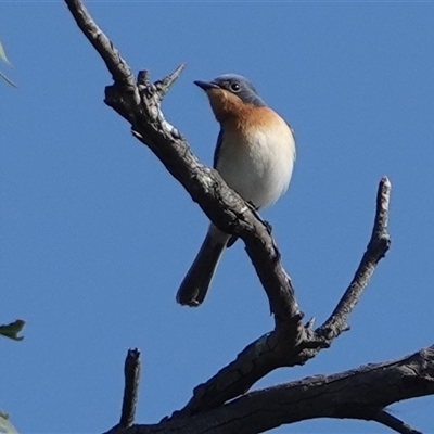 Myiagra rubecula (Leaden Flycatcher) at Hall, ACT - 15 Oct 2024 by Anna123