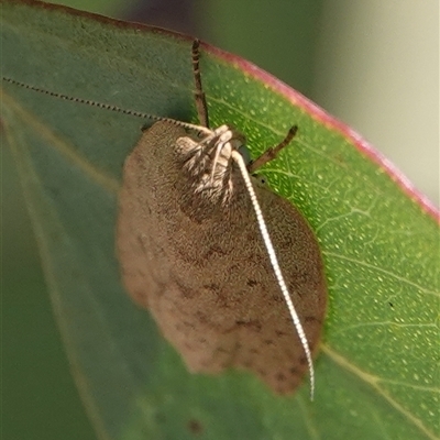 Garrha carnea (A concealer moth) at Hall, ACT - 16 Oct 2024 by Anna123