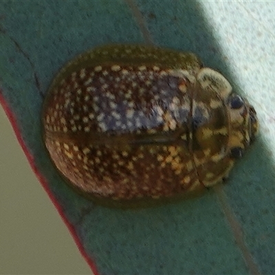 Paropsisterna decolorata (A Eucalyptus leaf beetle) at Hall, ACT - 16 Oct 2024 by Anna123