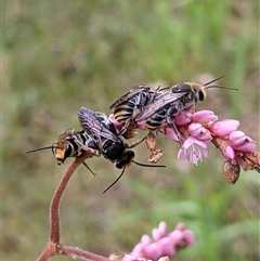 Lipotriches (Austronomia) australica at Shellharbour, NSW - 6 Apr 2021 by PaperbarkNativeBees