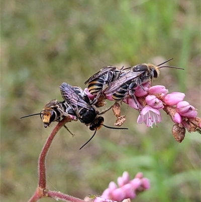 Lipotriches (Austronomia) australica at Shellharbour, NSW - 6 Apr 2021 by PaperbarkNativeBees