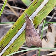 Uresiphita ornithopteralis at Goulburn, NSW - 16 Oct 2024