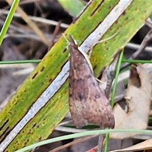 Uresiphita ornithopteralis at Goulburn, NSW - 16 Oct 2024