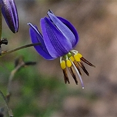 Dianella revoluta var. revoluta (Black-Anther Flax Lily) at Goulburn, NSW - 16 Oct 2024 by trevorpreston