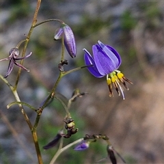 Dianella revoluta var. revoluta at Goulburn, NSW - 16 Oct 2024