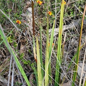 Dianella revoluta var. revoluta at Goulburn, NSW - 16 Oct 2024