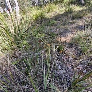 Dianella revoluta var. revoluta at Goulburn, NSW - 16 Oct 2024