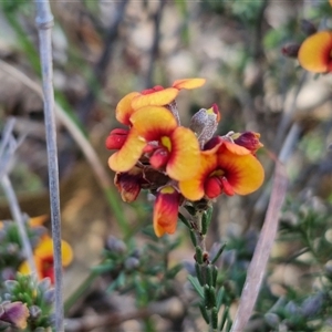 Dillwynia sericea at Goulburn, NSW - 16 Oct 2024