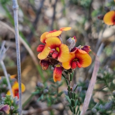 Dillwynia sericea (Egg And Bacon Peas) at Goulburn, NSW - 16 Oct 2024 by trevorpreston