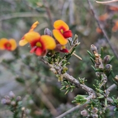 Dillwynia sericea at Goulburn, NSW - 16 Oct 2024