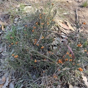 Dillwynia sericea at Goulburn, NSW - 16 Oct 2024