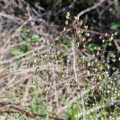 Briza minor (Shivery Grass) at Goulburn, NSW - 16 Oct 2024 by trevorpreston