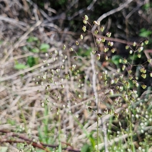 Briza minor at Goulburn, NSW - 16 Oct 2024