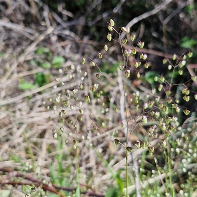 Briza minor (Shivery Grass) at Goulburn, NSW - 16 Oct 2024 by trevorpreston