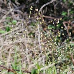 Briza minor at Goulburn, NSW - 16 Oct 2024