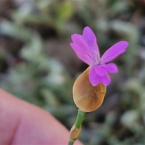 Petrorhagia nanteuilii at Goulburn, NSW - 16 Oct 2024