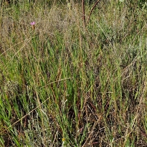 Petrorhagia nanteuilii at Goulburn, NSW - 16 Oct 2024