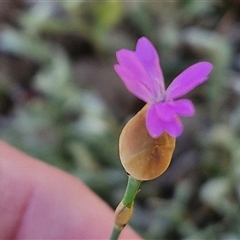 Petrorhagia nanteuilii at Goulburn, NSW - 16 Oct 2024