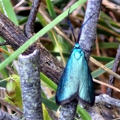 Pollanisus (genus) (A Forester Moth) at Goulburn, NSW - 16 Oct 2024 by trevorpreston