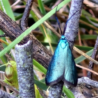 Pollanisus (genus) (A Forester Moth) at Goulburn, NSW - 16 Oct 2024 by trevorpreston