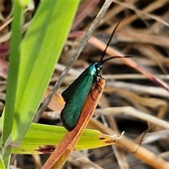 Pollanisus (genus) at Goulburn, NSW - 16 Oct 2024