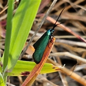 Pollanisus (genus) at Goulburn, NSW - 16 Oct 2024