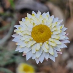 Leucochrysum albicans subsp. tricolor (Hoary Sunray) at Goulburn, NSW - 16 Oct 2024 by trevorpreston