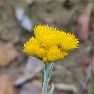 Chrysocephalum apiculatum at Goulburn, NSW - 16 Oct 2024 04:29 PM