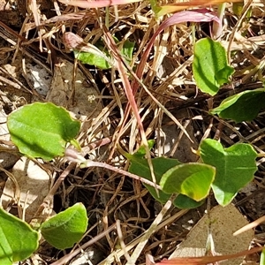 Goodenia hederacea subsp. hederacea at Goulburn, NSW - 16 Oct 2024 04:25 PM