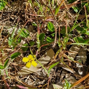 Goodenia hederacea subsp. hederacea at Goulburn, NSW - 16 Oct 2024 04:25 PM