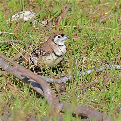 Stizoptera bichenovii (Double-barred Finch) at Copeton, NSW - 9 Oct 2024 by MichaelWenke